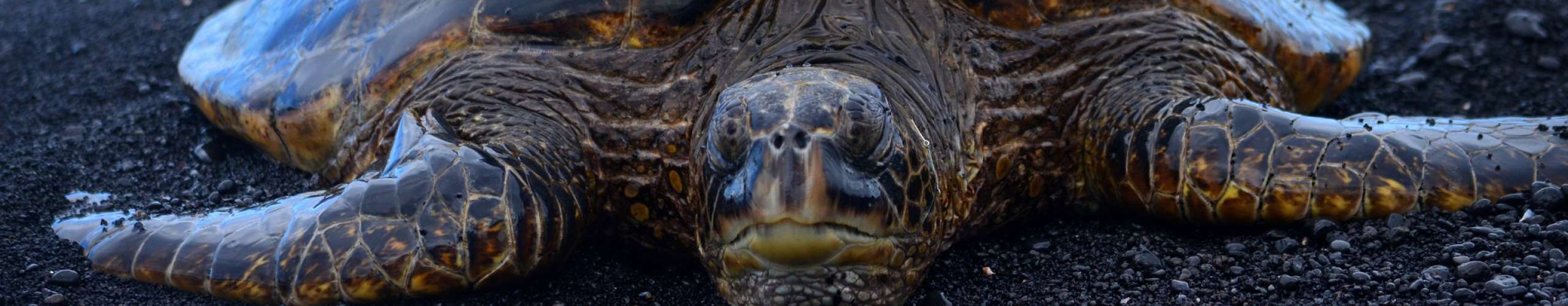 Secret life of Turtles