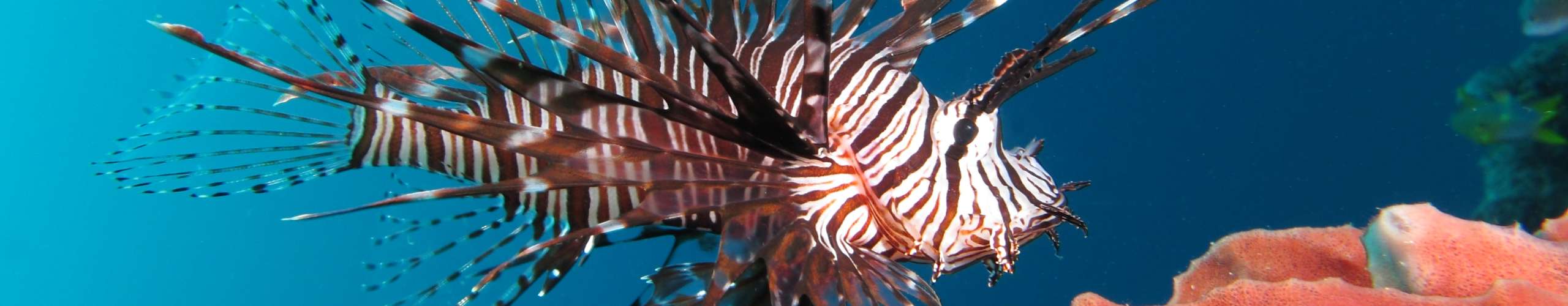 Lionfish