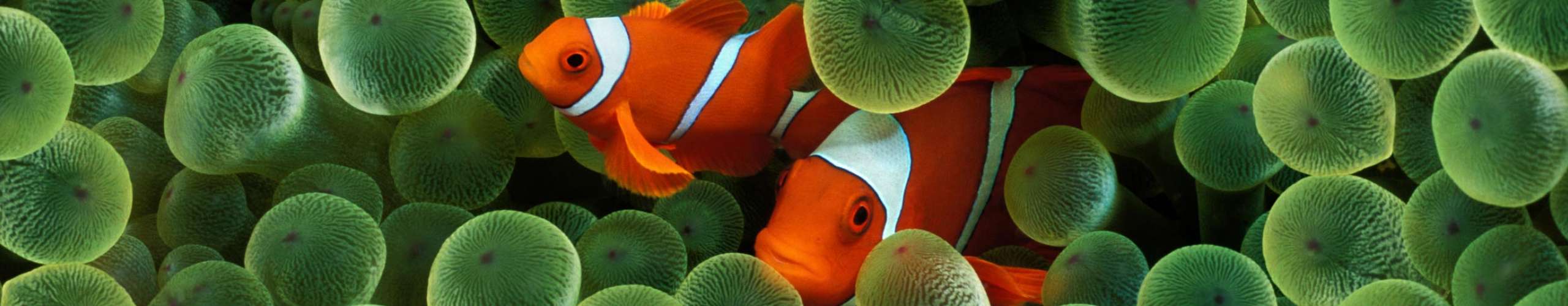 Lembeh Straits Adventure