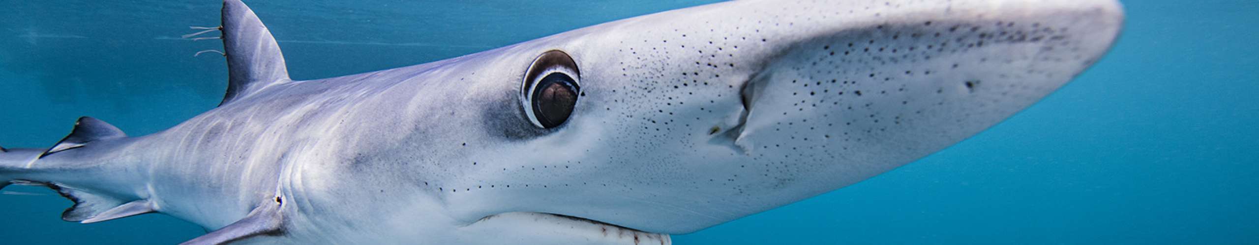 The Elegant Blue Shark