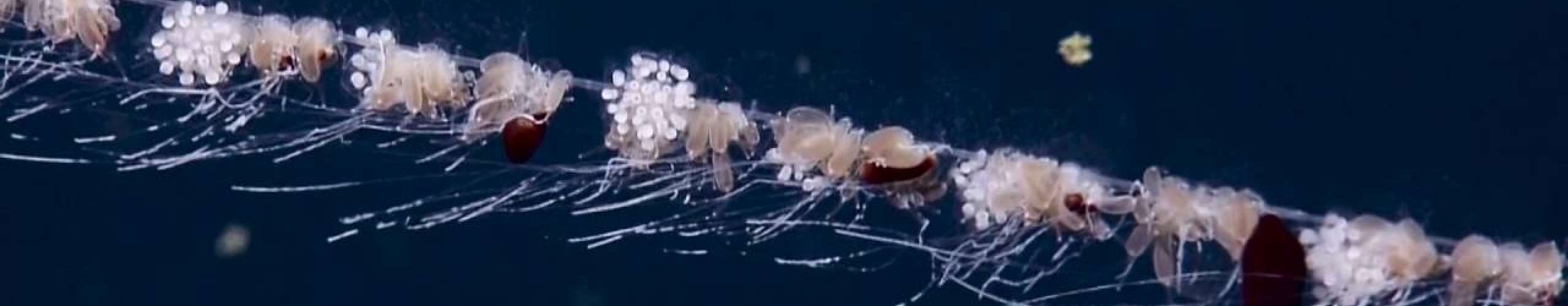 The Ocean’s Longest Ghost