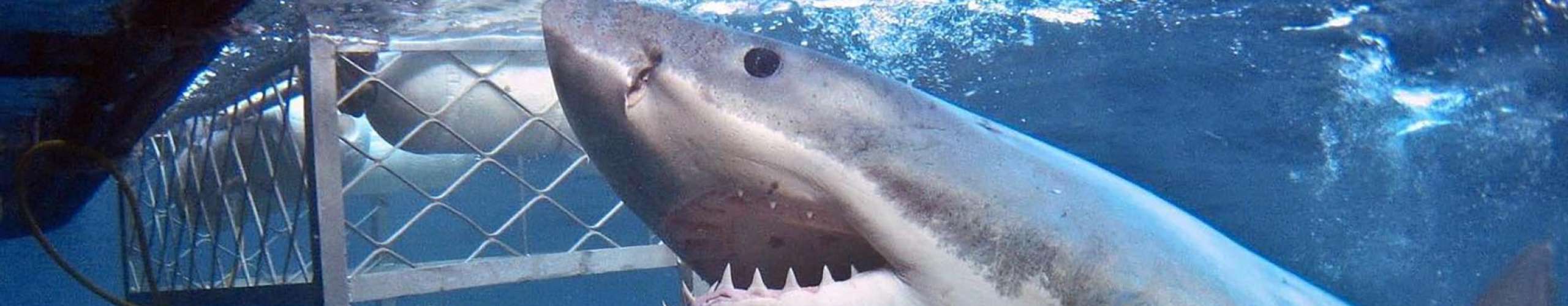 Isla Guadalupe remains closed