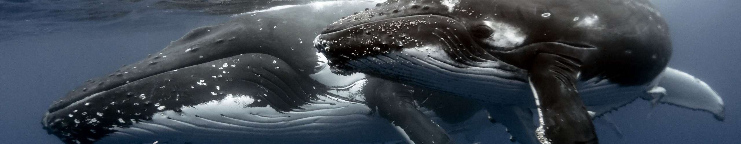 Tofo’s Giants: Mozambique