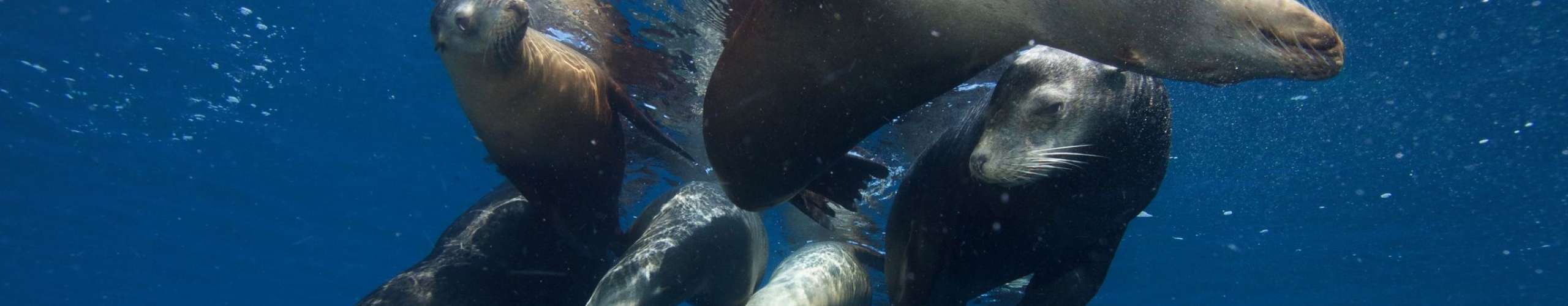 Dive into Sea of Cortez