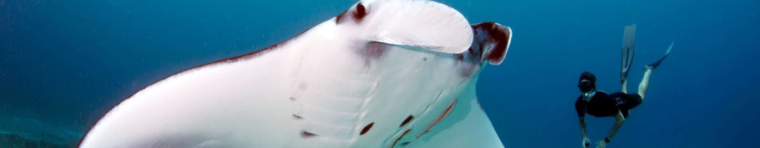 Love for Mantas