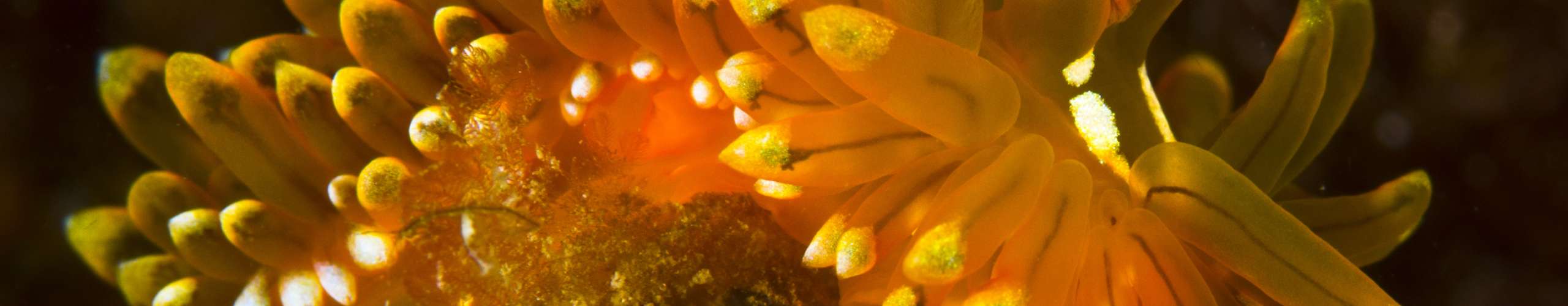 Spotlight on Nudibranchs