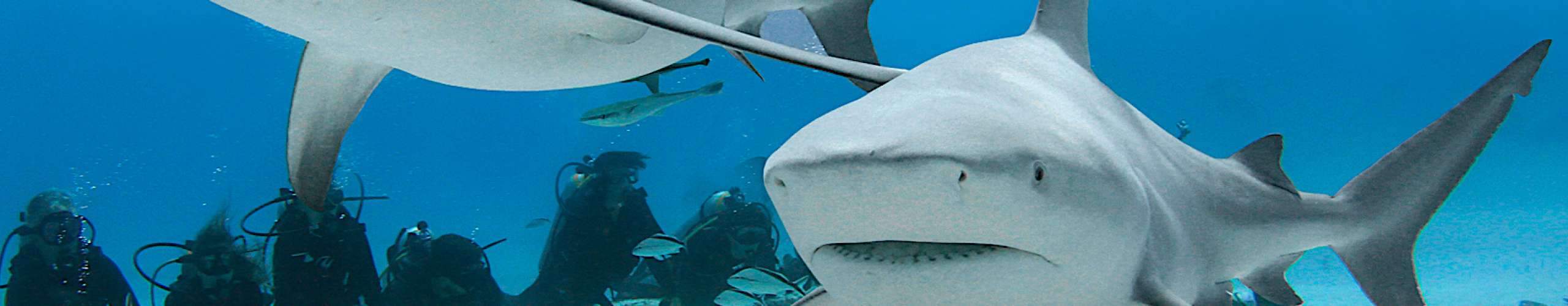 Bull sharks diving
