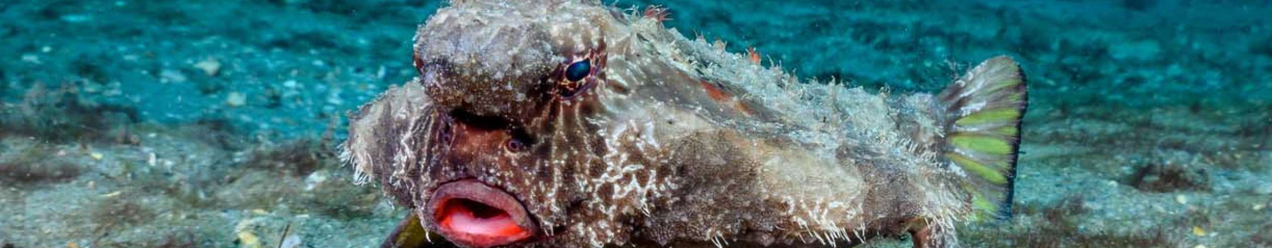 Red-Lipped Batfish