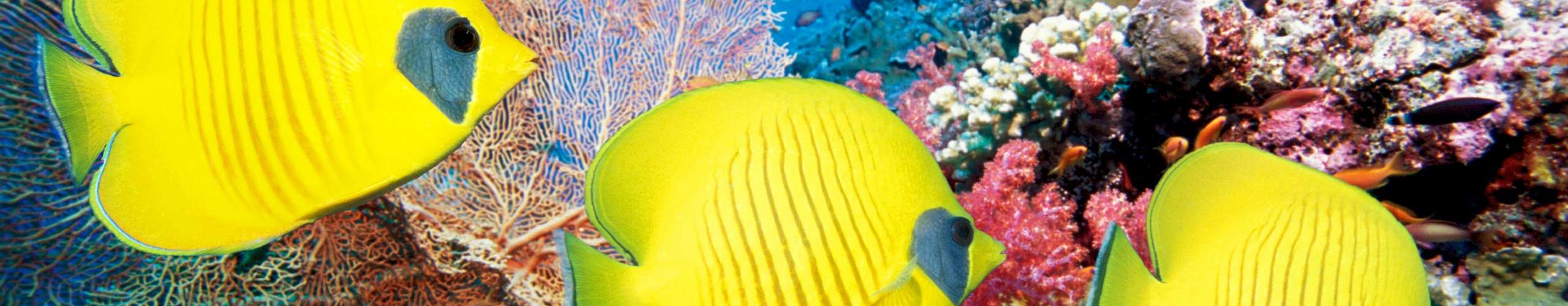 Red Sea Fish ID