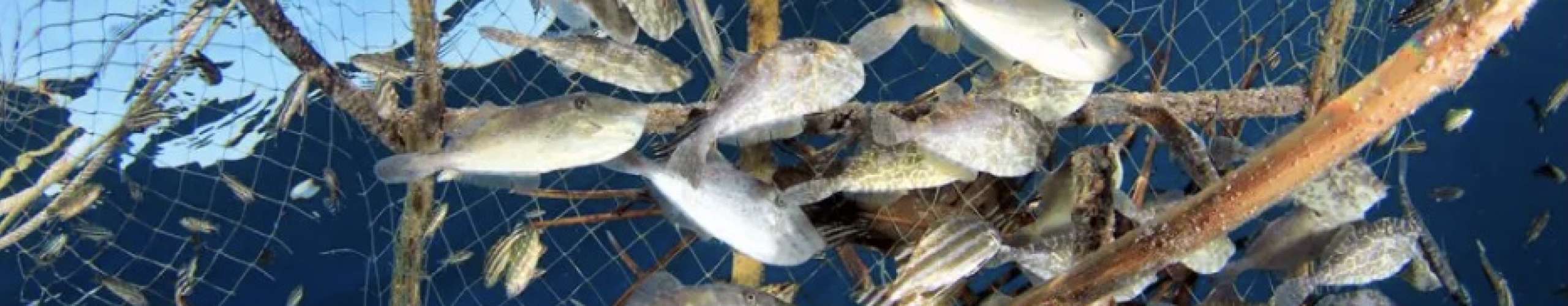 Overfishing