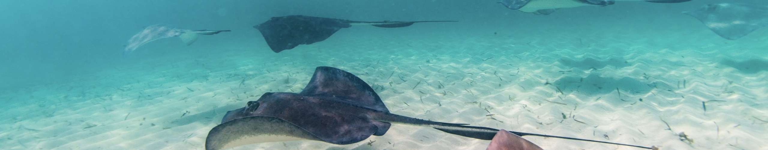 A Week Lost in the Bimini Blue