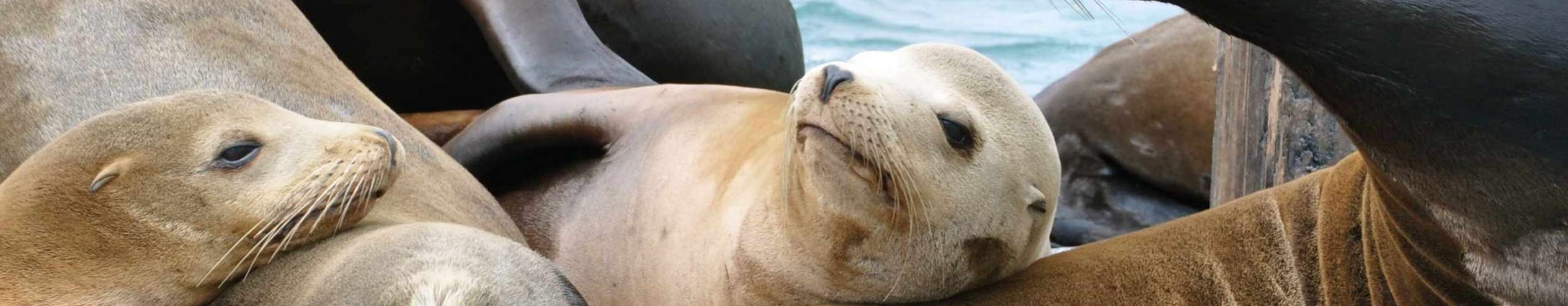 Sea Lions's Party