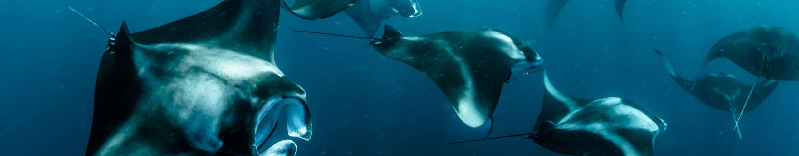 Manta Rays!