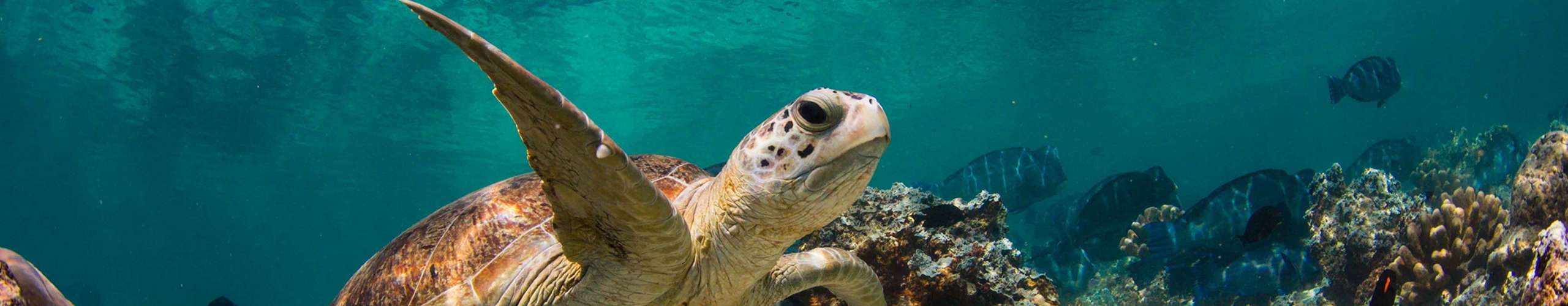 Sipadan Liveaboard