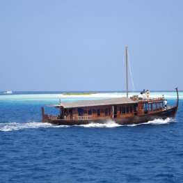 Dhoni Stella 2