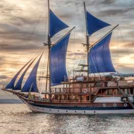 Sea Safari 6