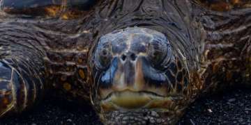 Secret life of Turtles