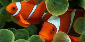 Lembeh Straits Adventure