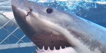 Isla Guadalupe remains closed