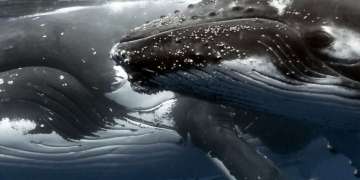 Tofo’s Giants: Mozambique