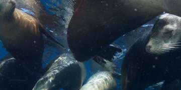 Dive into Sea of Cortez