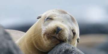 Trip Review : Galapagos