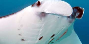 Love for Mantas