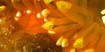 Spotlight on Nudibranchs