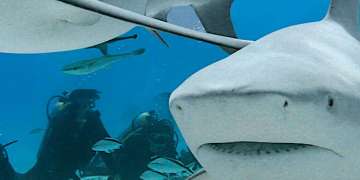 Bull sharks diving