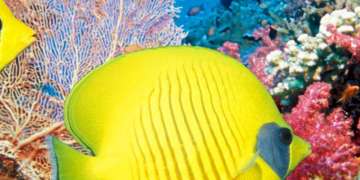 Red Sea Fish ID