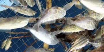 Overfishing