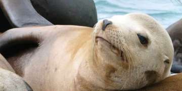 Sea Lions&amp;#039;s Party