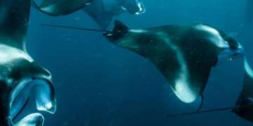 Manta Rays!