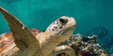 Sipadan Liveaboard