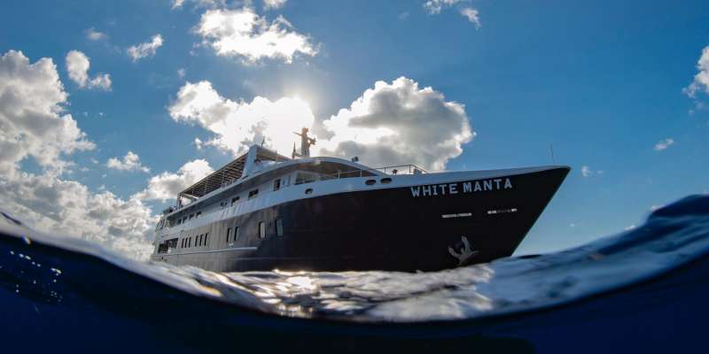 White Manta