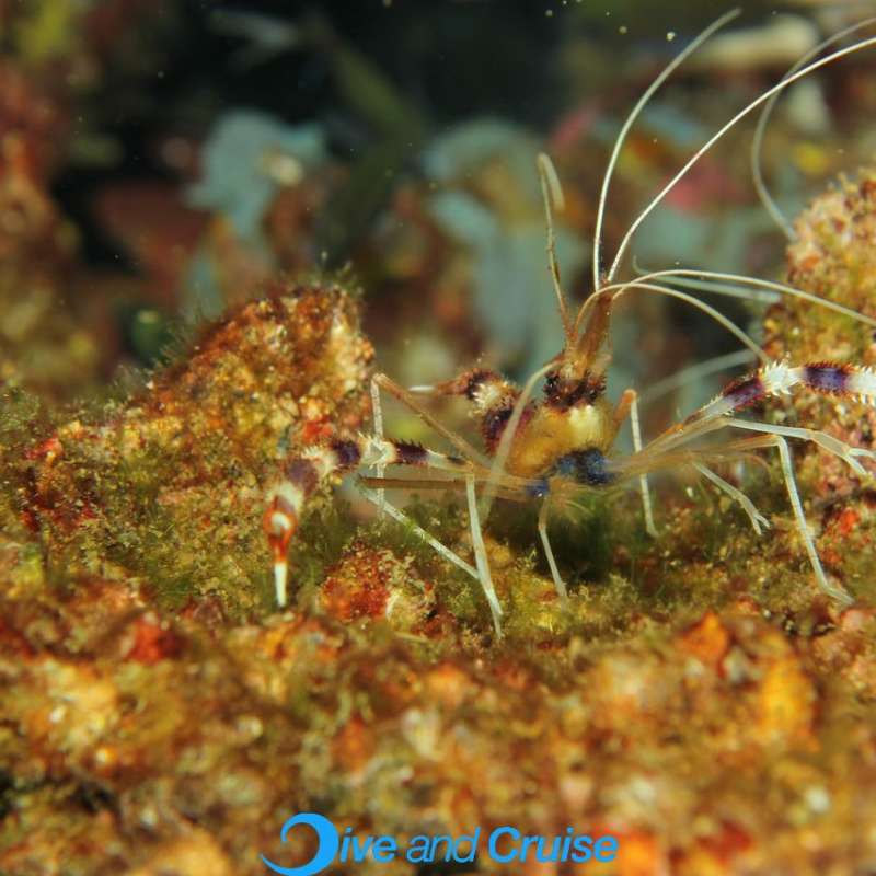 Diving in Layang Layang