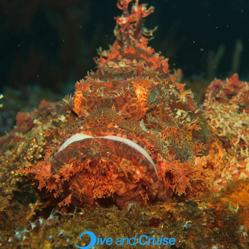 Diving in Layang Layang