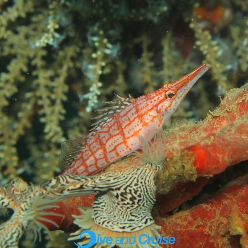 Diving in Layang Layang