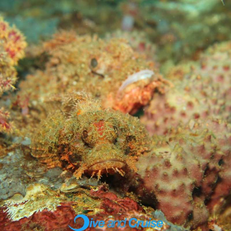 Diving in Layang Layang