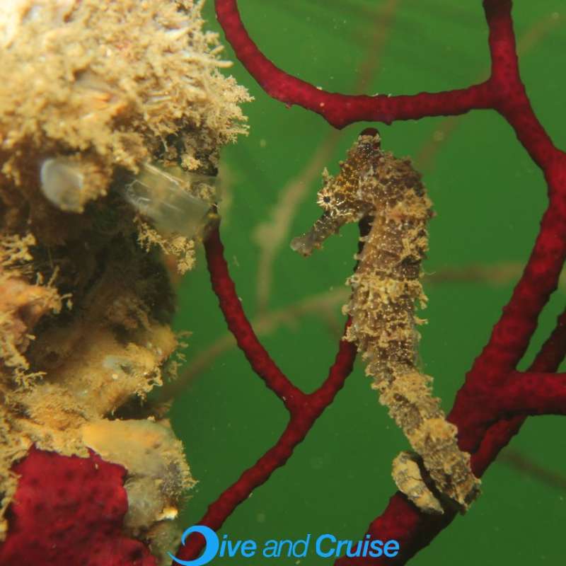 Diving in Layang Layang
