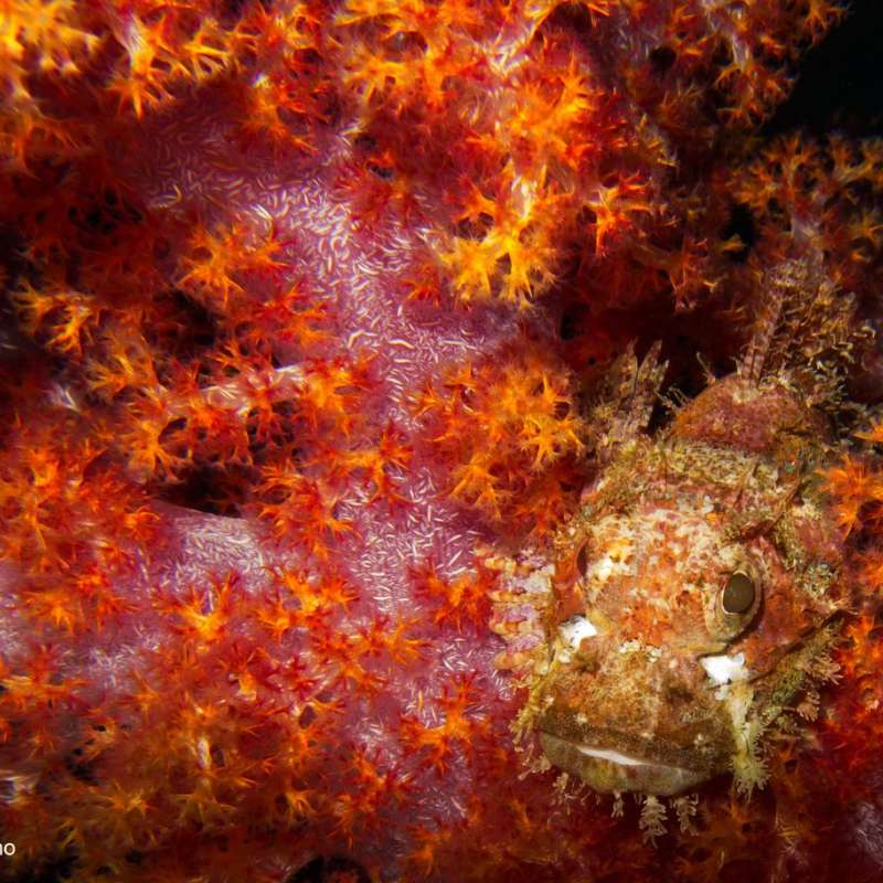 Similan : Exceeding Expectations
