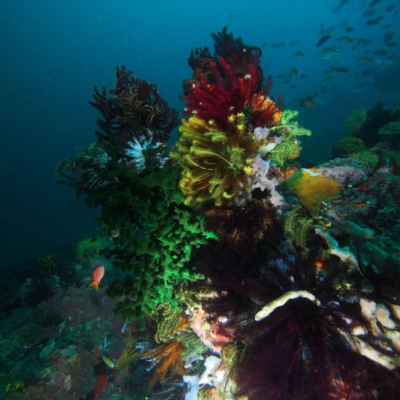 Trip report : Komodo