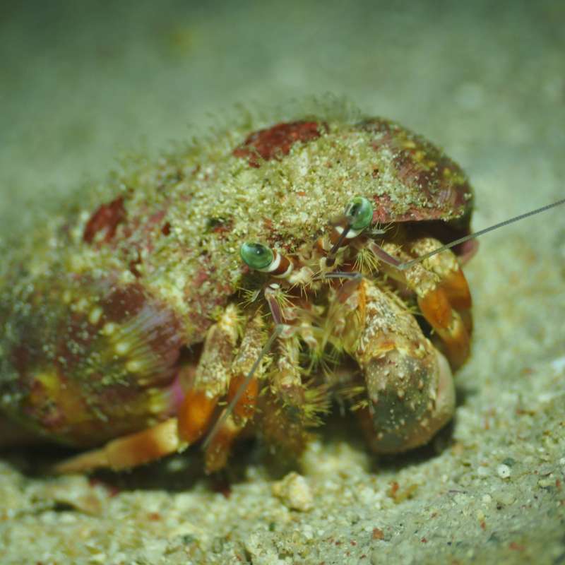 Trip report : Komodo