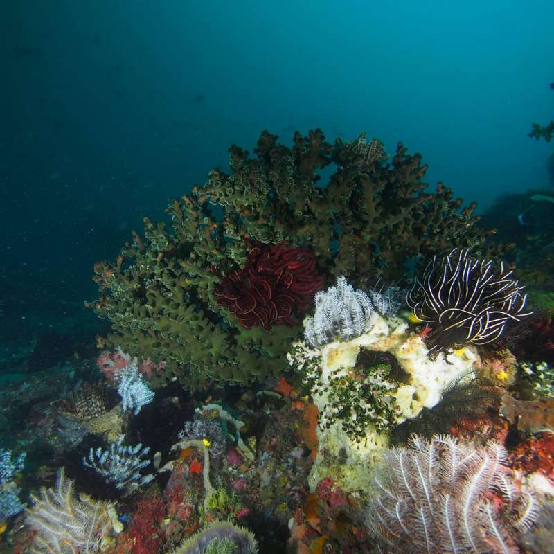 Trip report : Komodo