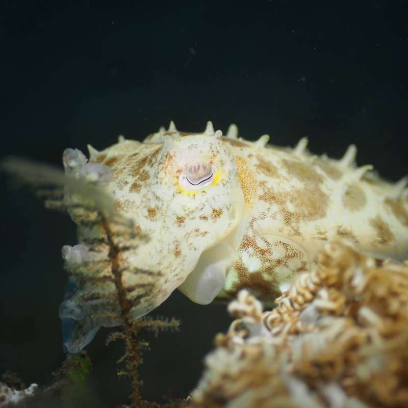 Trip report : Komodo