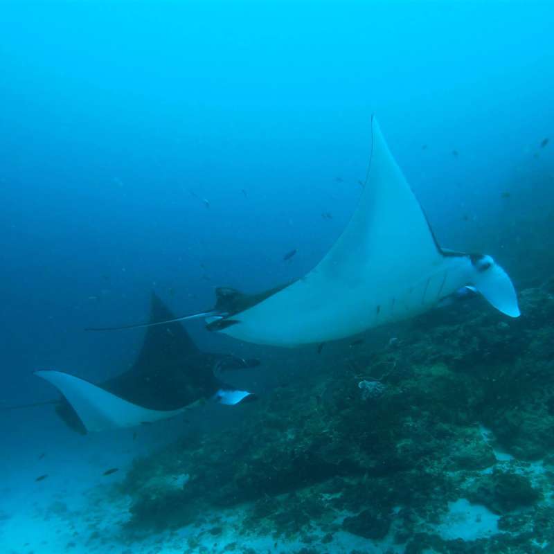 Trip report : Komodo