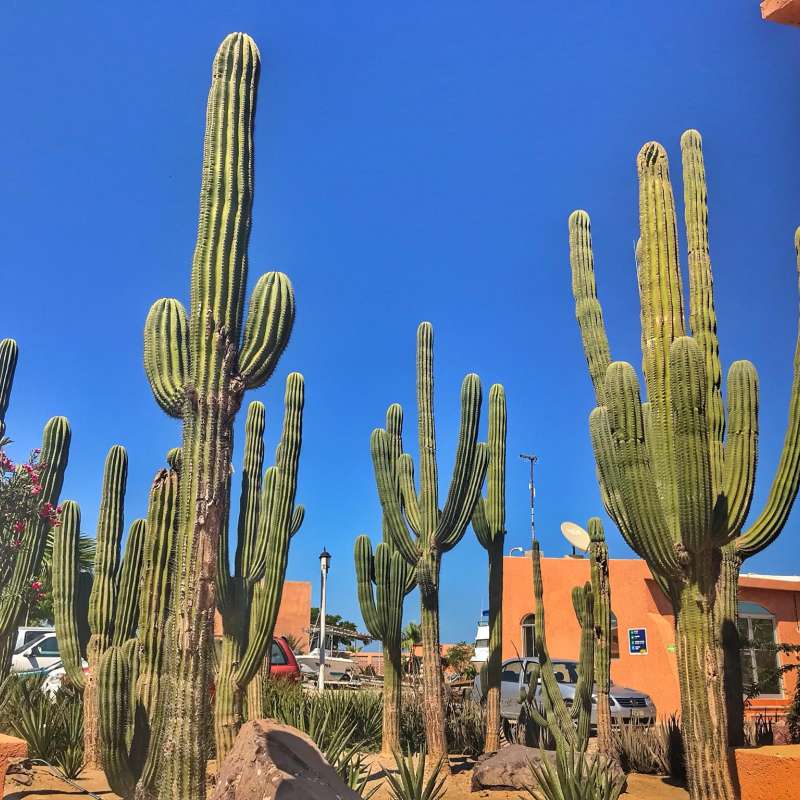 Dive into Sea of Cortez
