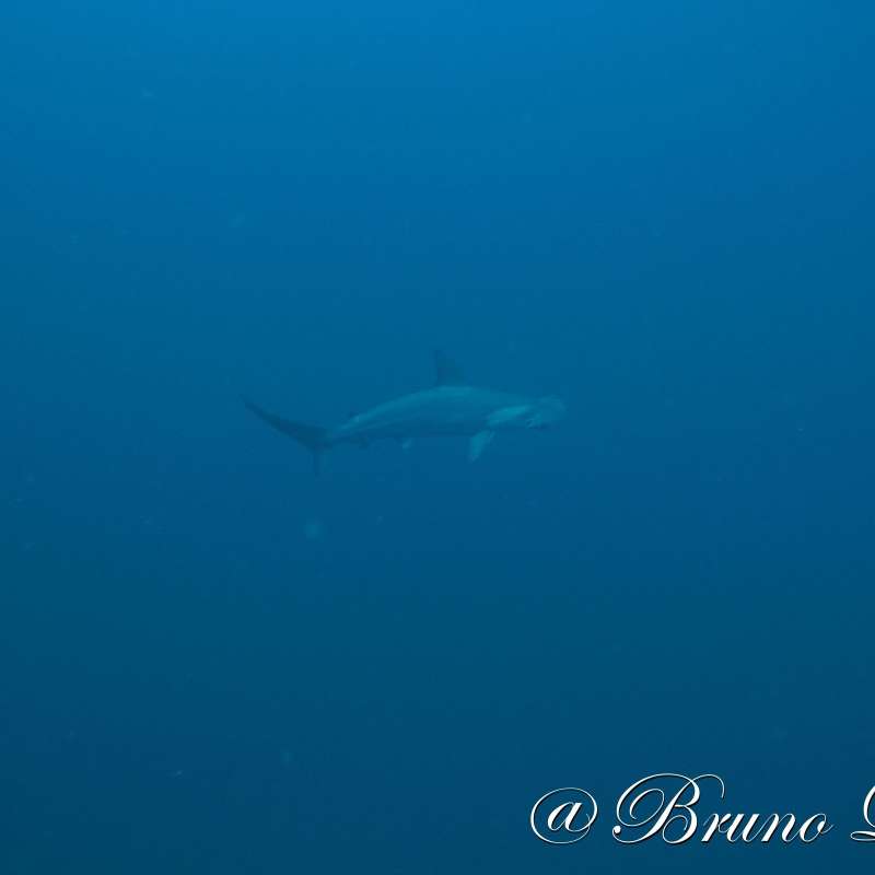 Dive into Sea of Cortez