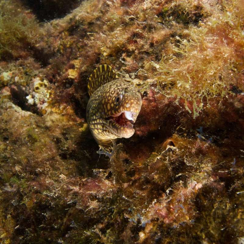 Dive into Sea of Cortez