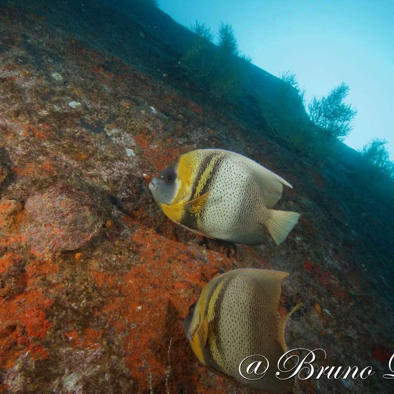 Dive into Sea of Cortez